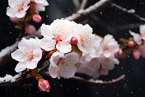 杏花盛开立春自然摄影图