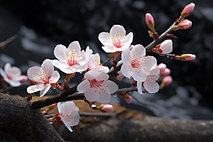 杏花盛开自然迎春摄影图