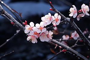 杏花盛开花卉立春摄影图