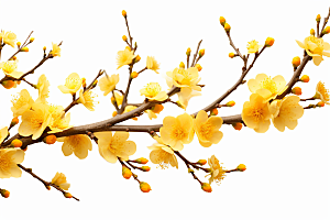 杏花盛开花卉迎春摄影图