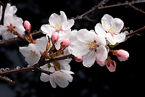 杏花盛开立春绽放摄影图