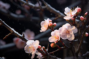 杏花盛开春天高清摄影图