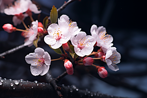 杏花盛开春季春天摄影图