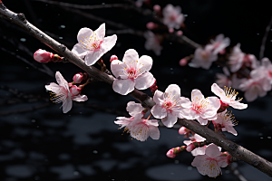 杏花盛开植物春季摄影图