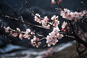 杏花盛开春天春季摄影图