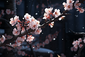 杏花盛开高清花卉摄影图