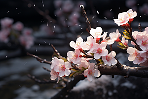 杏花盛开春天花卉摄影图