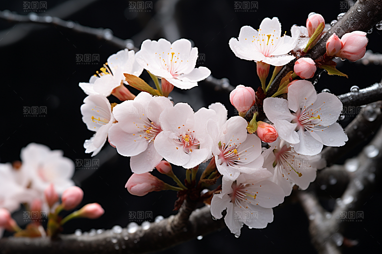 杏花盛开自然春季摄影图