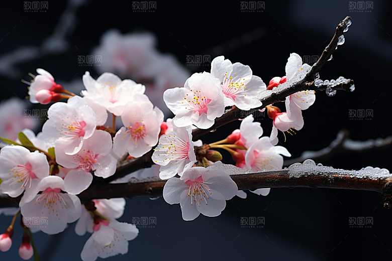 杏花盛开立春迎春摄影图
