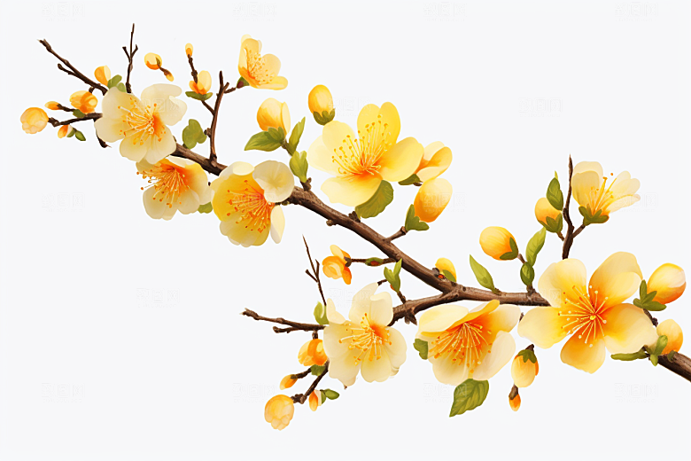 杏花盛开绽放高清摄影图