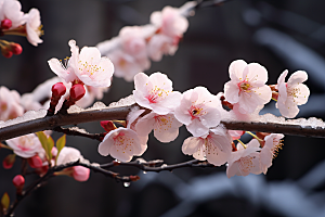 杏花盛开春天自然摄影图