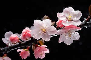 杏花盛开绽放春天摄影图