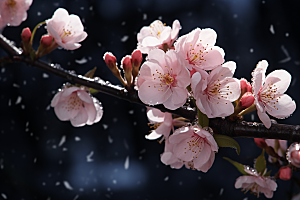 杏花盛开春季花卉摄影图