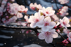 杏花盛开春季迎春摄影图