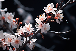杏花盛开迎春春季摄影图