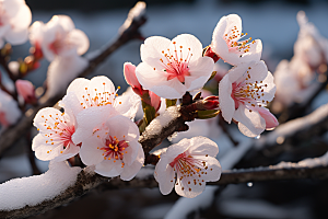 杏花盛开高清花卉摄影图