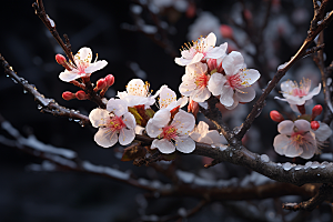 杏花盛开迎春花卉摄影图