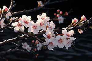 杏花盛开绽放春天摄影图