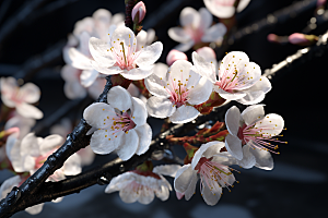 杏花盛开春天绽放摄影图