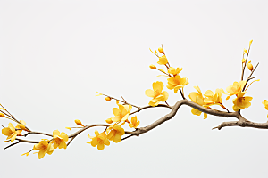 杏花盛开植物迎春摄影图