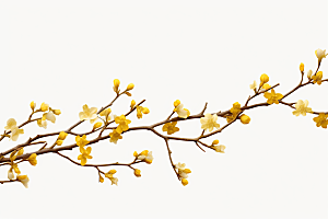 杏花盛开迎春自然摄影图