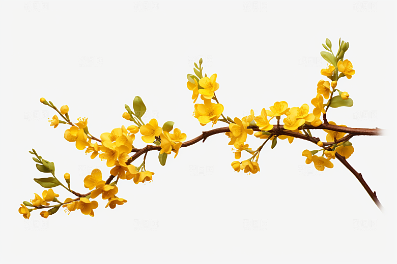 杏花盛开迎春花卉摄影图
