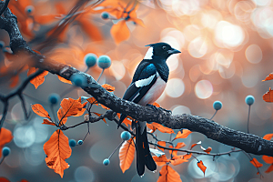 喜鹊鸟类动物摄影图
