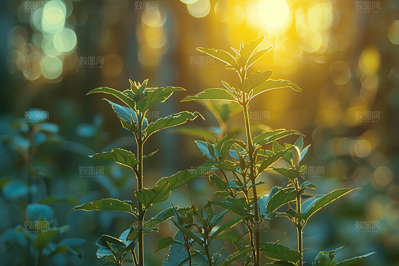 落日风光余晖自然素材