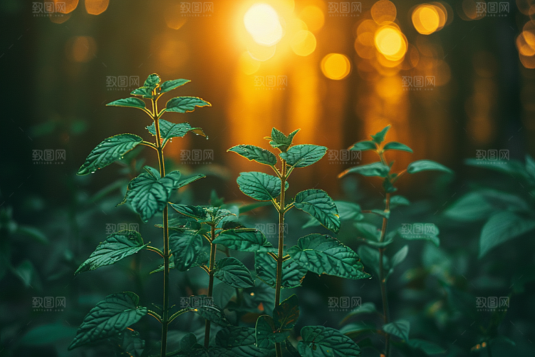 落日风光景色余晖素材