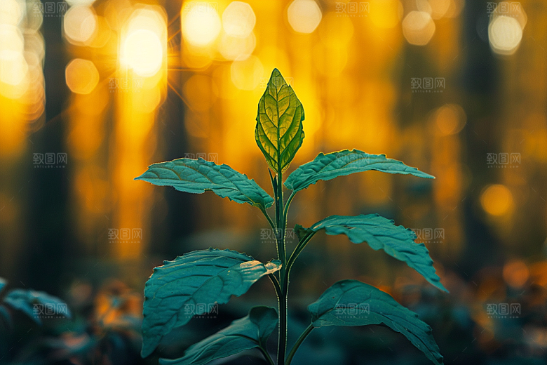 落日风光景色自然素材