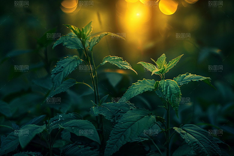 落日风光美景景色素材
