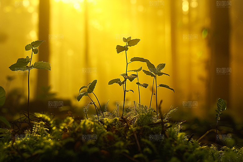 落日风光美景高清素材