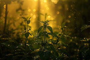 落日风光余晖景色素材