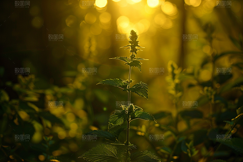 落日风光余晖傍晚素材