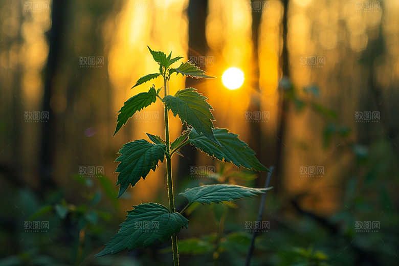 落日风光户外美景素材
