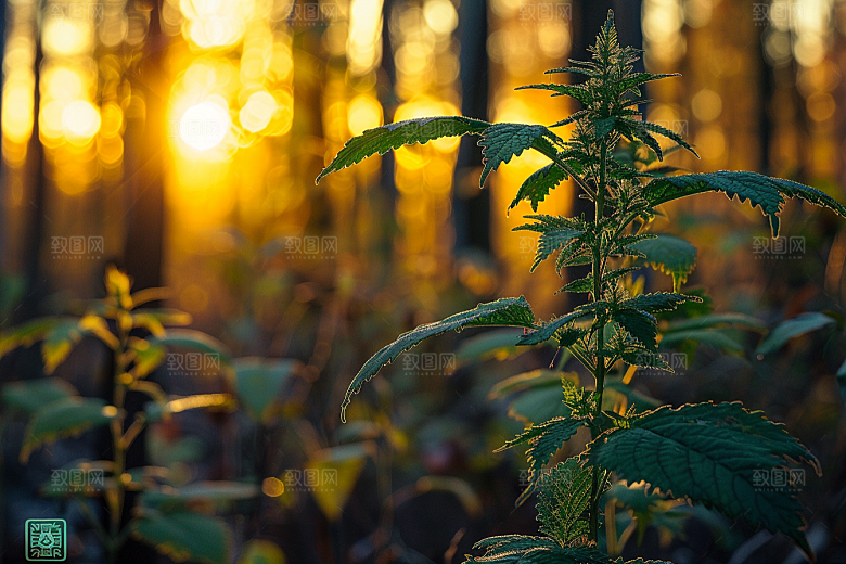 落日风光余晖户外素材
