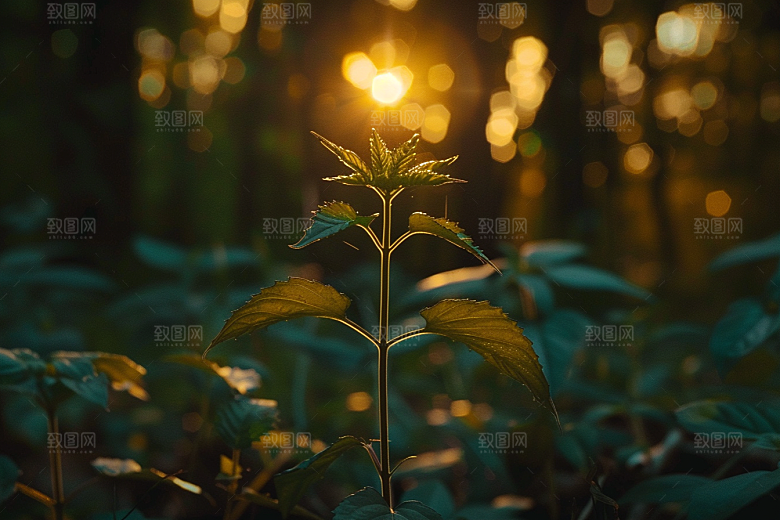 落日风光景色风景素材
