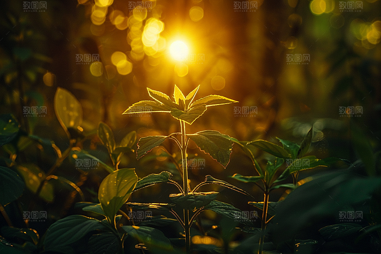 落日风光傍晚风景素材