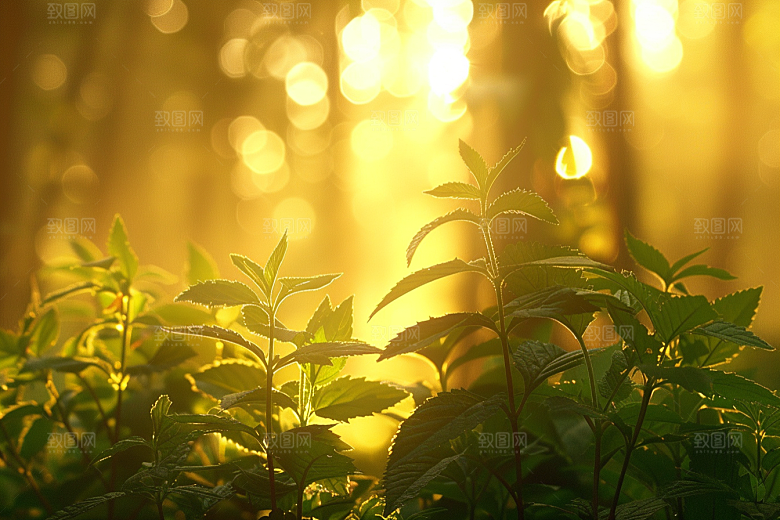 落日风光余晖傍晚素材