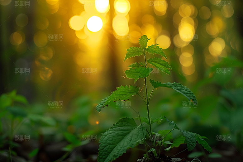 落日风光景色夕阳素材