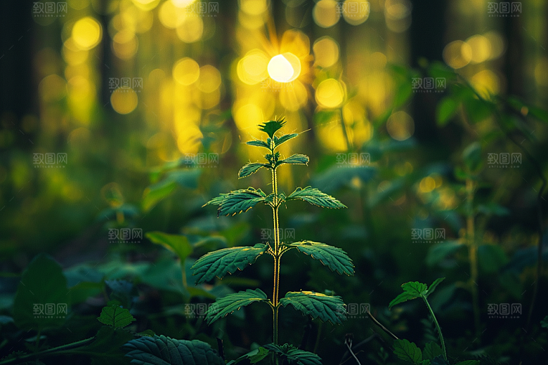 落日风光傍晚景色素材