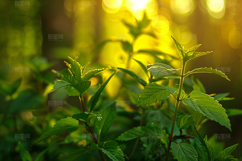 落日风光自然夕阳素材