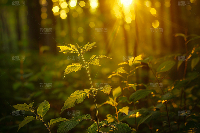 落日风光夕阳自然素材