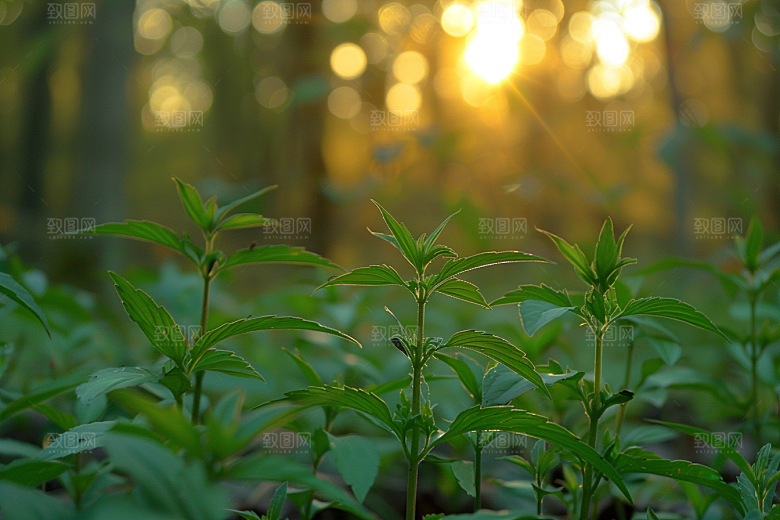 落日风光余晖傍晚素材
