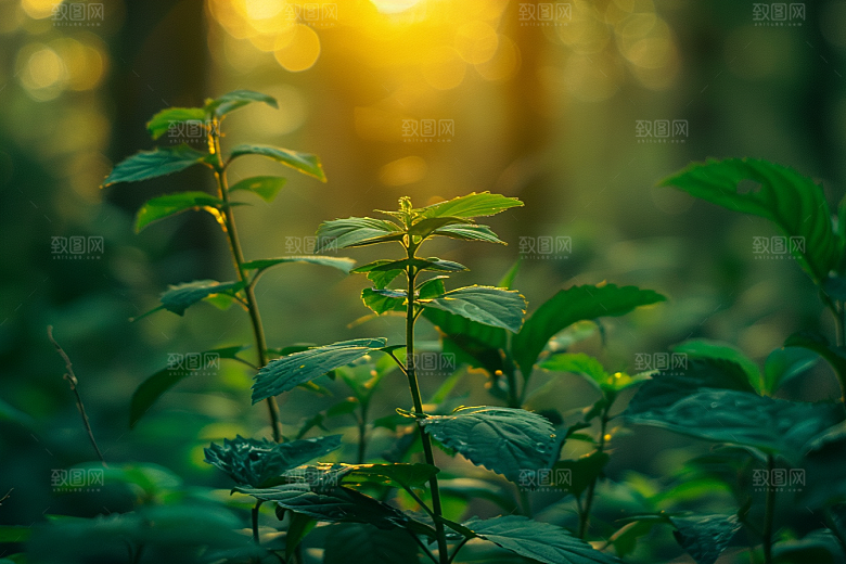 落日风光风景傍晚素材