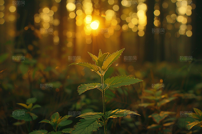 落日风光夕阳风景素材