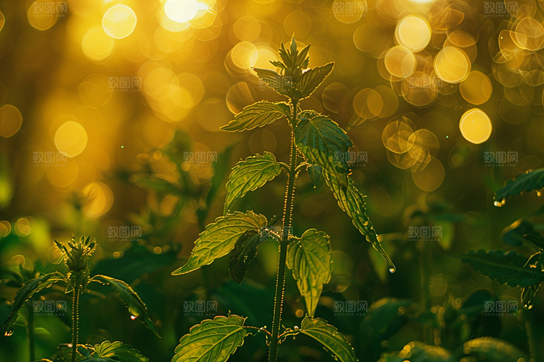 落日风光傍晚风景素材