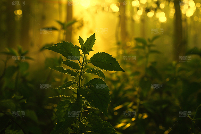 落日风光美景晚霞素材