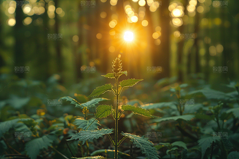 落日风光景色夕阳素材