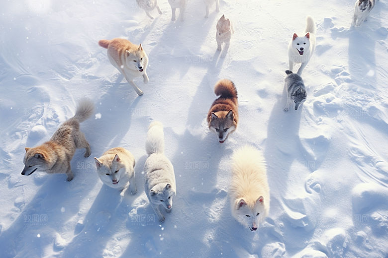 东北雪乡高清哈尔滨素材